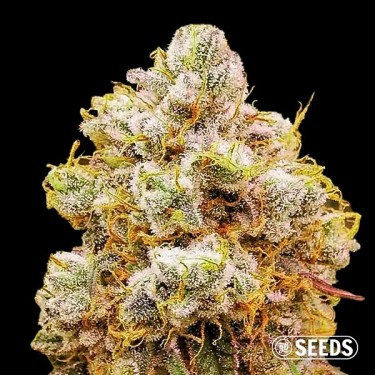 Orange Bud 100% feminizada