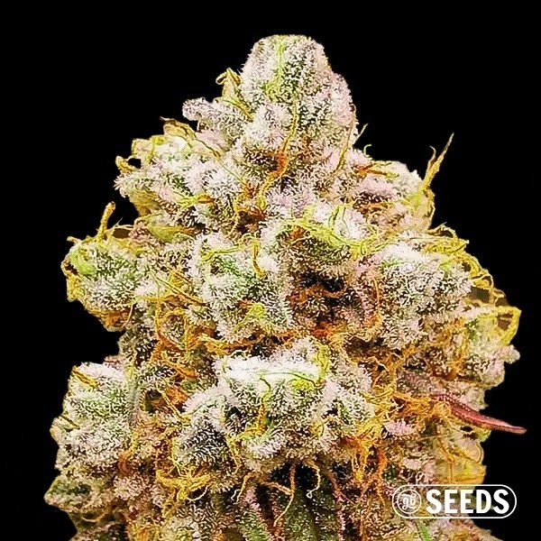Orange Bud 100% feminizada