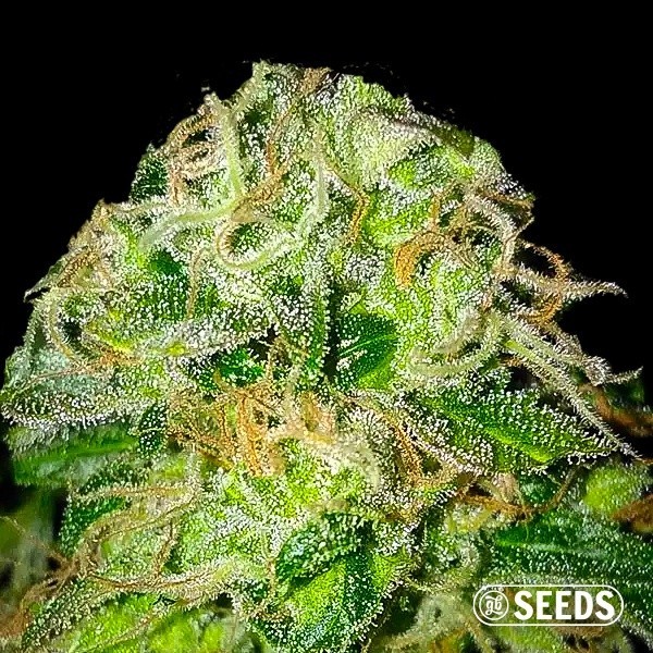 Jack Herer 100% feminizada