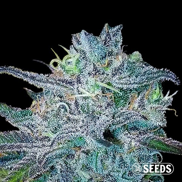 BlueBerry 100% feminizada