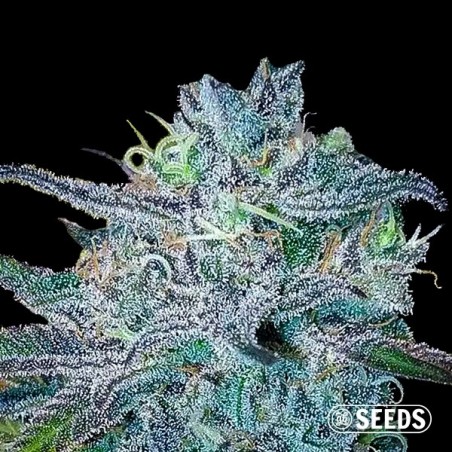 BlueBerry 100% feminized bulk seeds- GB BlueBerry 100% feminized bulk seeds- GB