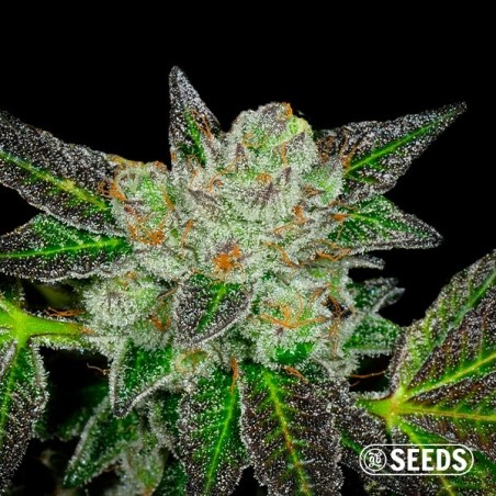 Original GB Feminized seeds - GB The Green Brand Original GB Feminized seeds - GB The Green Brand