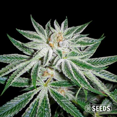 White Widow 100% feminizada