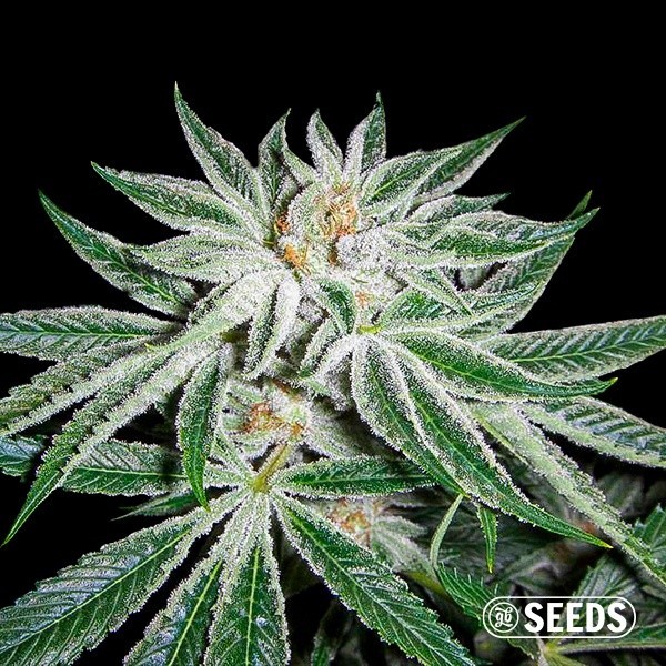 White Widow 100% feminizada