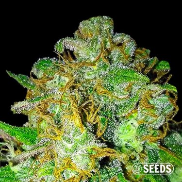 Super Skunk varietà 100% femminizzata
