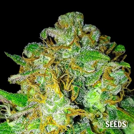 Super Skunk 100% feminizada Super Skunk 100% feminizada