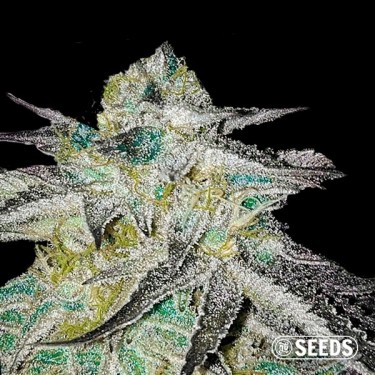 Critical Jack graine pas chère chez Grow Barato - GB The Green Brand