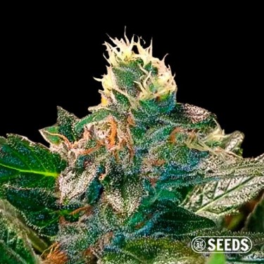 Cheese Plant cannabis