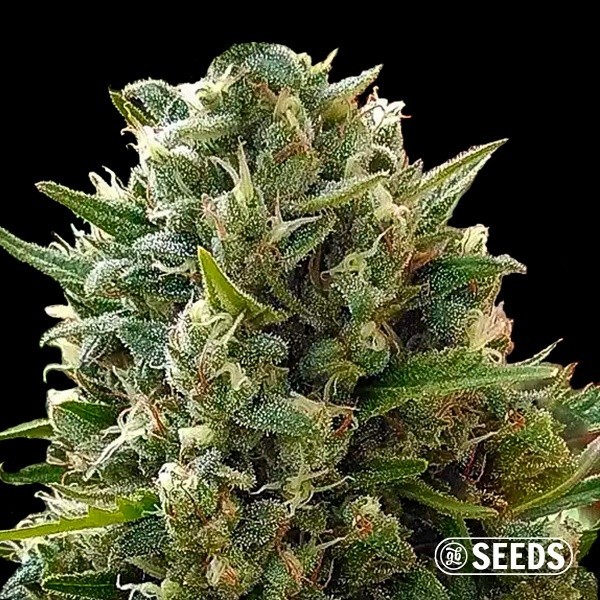 Cannabis plant AK GB