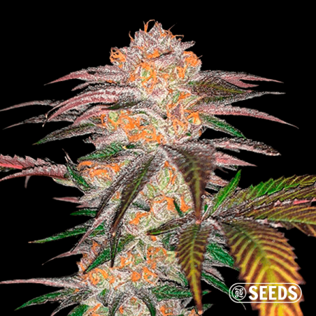 Auto Zkittlez 100% Feminized Seeds - GB Auto Zkittlez 100% Feminized Seeds - GB