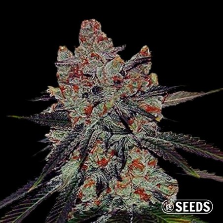 Auto Sherbert XXL 100% feminizada Auto Sherbert XXL 100% feminizada