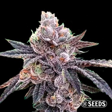 Auto Runtz Feminized Bulk/Loose Seeds - GB