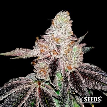 Auto Wedding Cake 100% feminizada