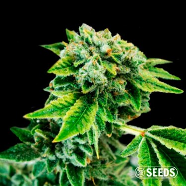 Auto Gorilla XXL très puissante - Grow Barato