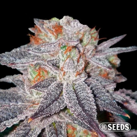 Auto OG Kush 100% feminizada Auto OG Kush 100% feminizada