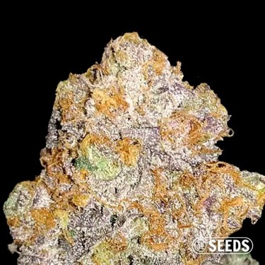 Auto Mamba autoflowering - Bulk seeds - GB