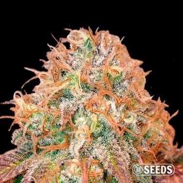 Auto Maxi Gom autoflowering in bulk - GB