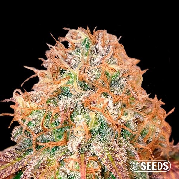 Auto Maxi Gom autoflowering in bulk - GB