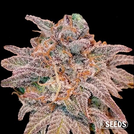 Auto Cheese autoflowering - Bulk seeds - GB Auto Cheese autoflowering - Bulk seeds - GB