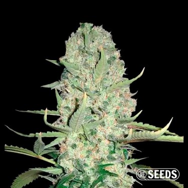 Auto Super Skunk 100% feminizada
