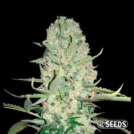 Auto Super Skunk 100% feminizada Auto Super Skunk 100% feminizada