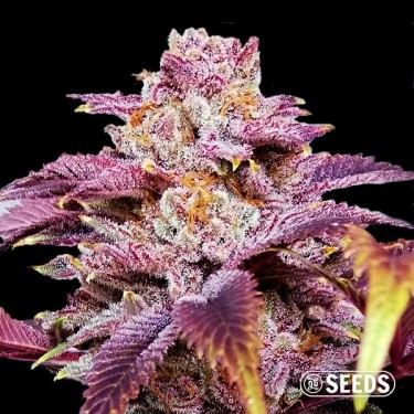 Auto Somango XXL 100% feminizada