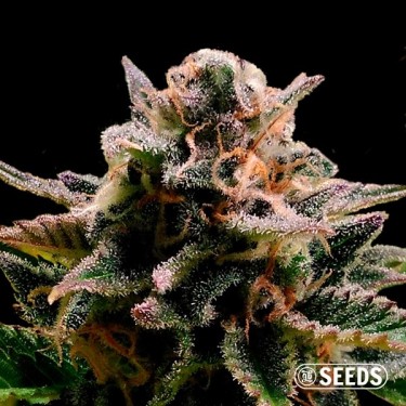 Auto Jack Herer 100% feminizada