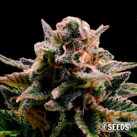 Auto Jack Herer 100% feminizada Auto Jack Herer 100% feminizada