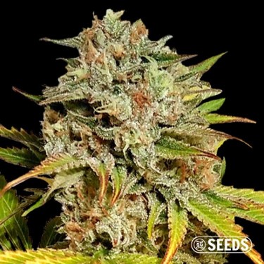 Auto Critical GB XXL feminizada