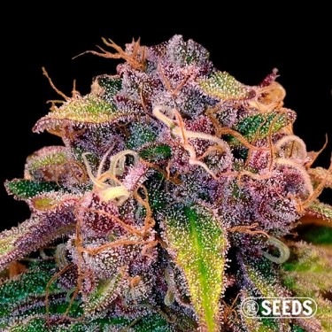 Auto Blueberry 100% feminized in bulk - GB
