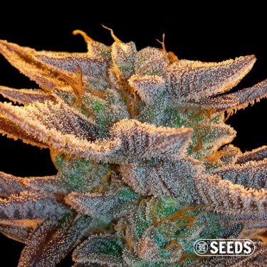 Auto Amnesia 100% feminizada