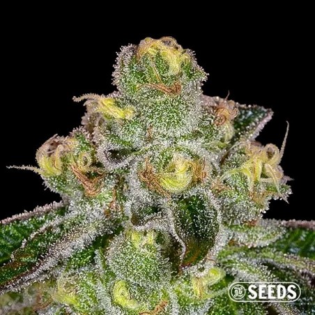 Girl Scout Cookies 100% feminizada Girl Scout Cookies 100% feminizada