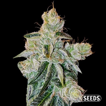 Pluto Feminizada a Granel | Variedad Kush - Grow Barato