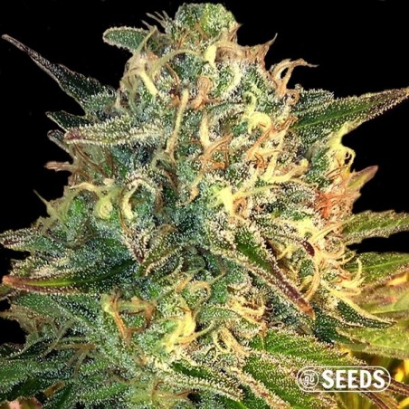 Auto Moby Dick XXL 100% feminizada Auto Moby Dick XXL 100% feminizada