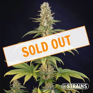 Comprar Bazookiez Edición Limitada GB Strains - GB