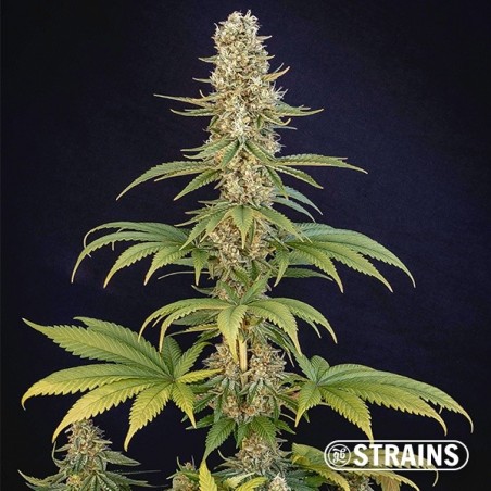 Bazookiez Edizione Limitata GB Strains - GB The Green Brand Bazookiez Edizione Limitata GB Strains - GB The Green Brand