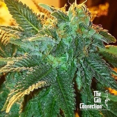 Alien OG
