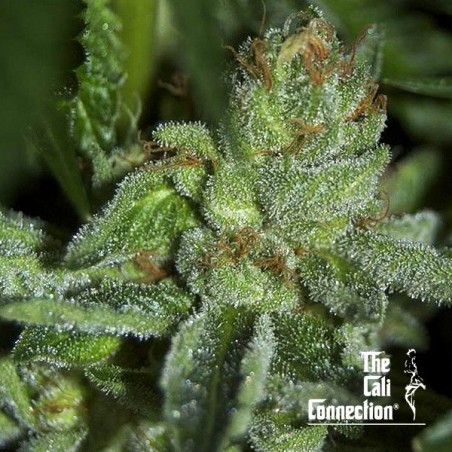 Buddha Tahoe OG Buddha Tahoe OG