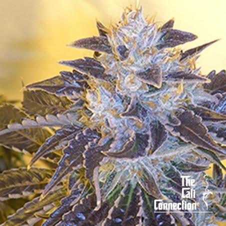 Larry OG Kush Larry OG Kush