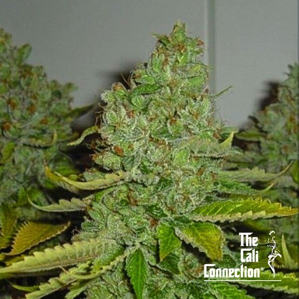 SFV OG Kush