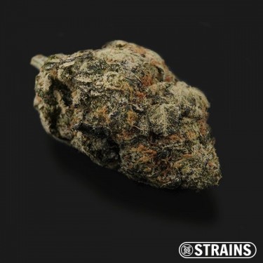 Wedding Poop Régulière GB strains
