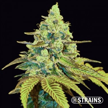 MAC by GB Strains, feminized - Grow Barato