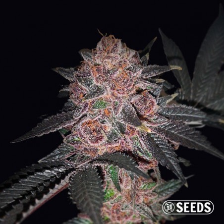 Auto Purple Wookie CBD Auto Purple Wookie CBD