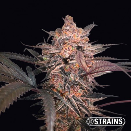 Mimosa Cocktail GB Strains - Semente feminizada - Grow Barato