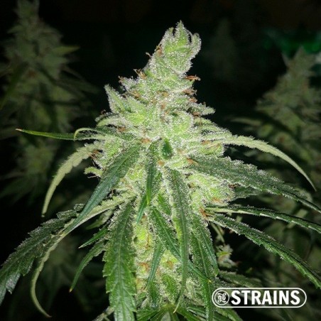 Terapia CBD por GB Strains Semente feminizada - Grow Barato
