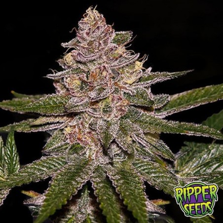 Radical Juice Auto Radical Juice Auto