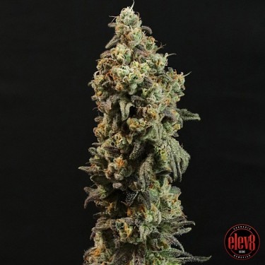 Elev8 Sementes Red Matter Sementes - GB A Marca Verde