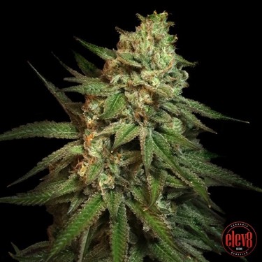 Snoop's Applefrizzle Seeds Elev8 - GB A marca verde