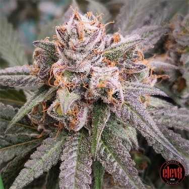 Elev8 Sementes Sementes AF Doce - GB A Marca Verde