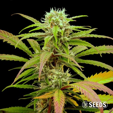 Critical Fast CBG Critical Fast CBG